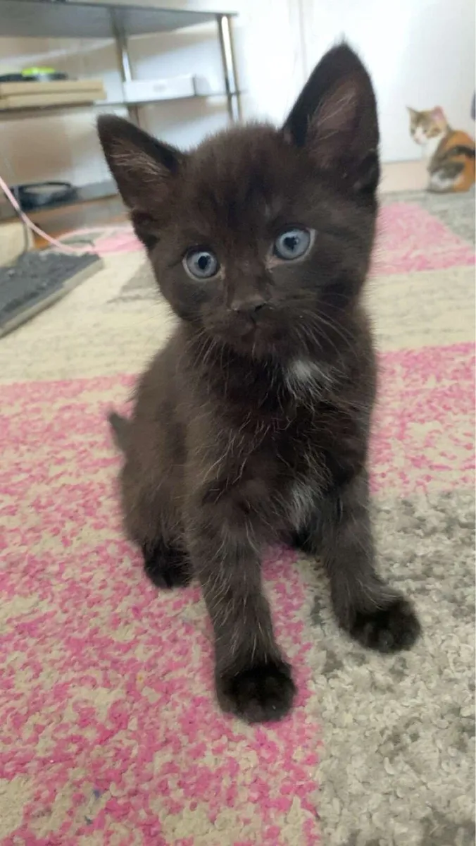Kittens - Image 1