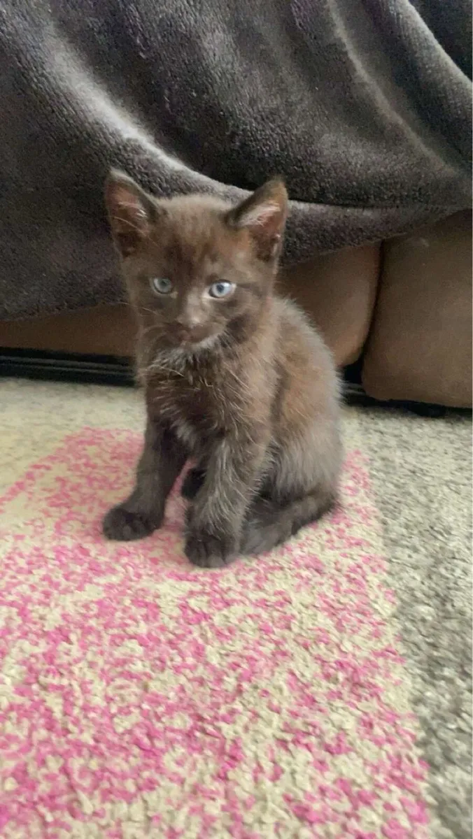 Kittens - Image 2