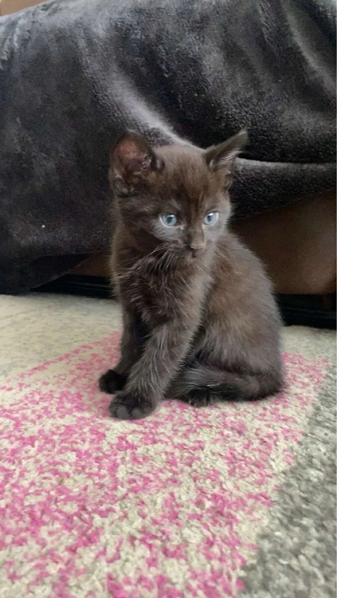 Kittens - Image 3