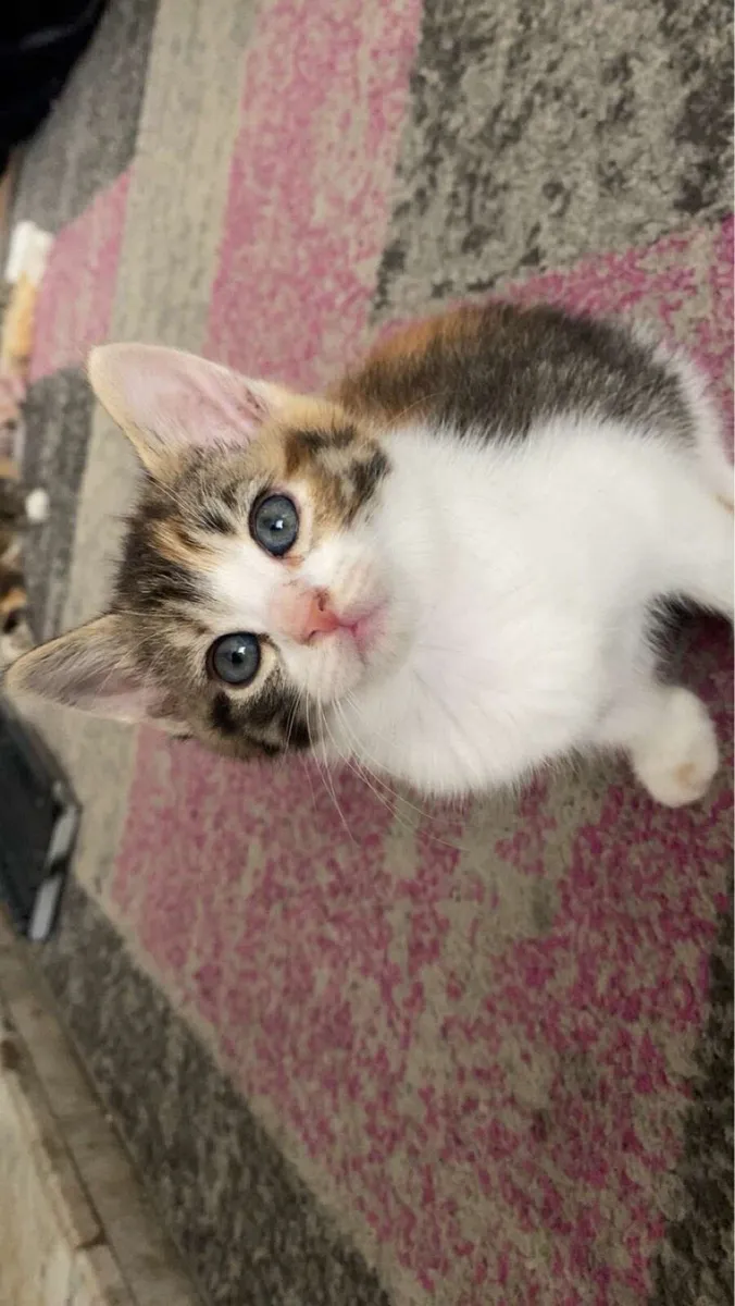 Kittens - Image 4