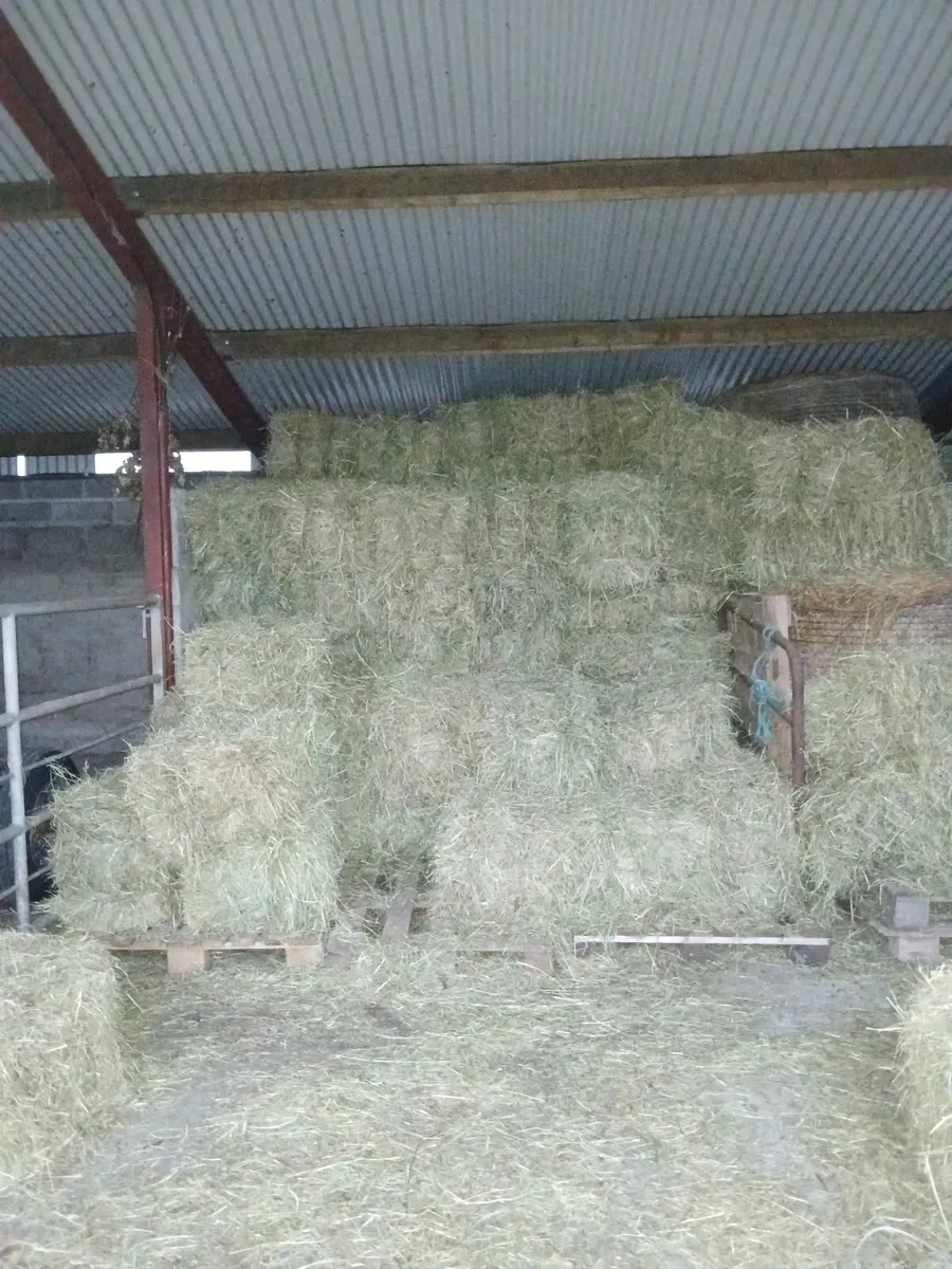 Hay rounds and squares - Image 4