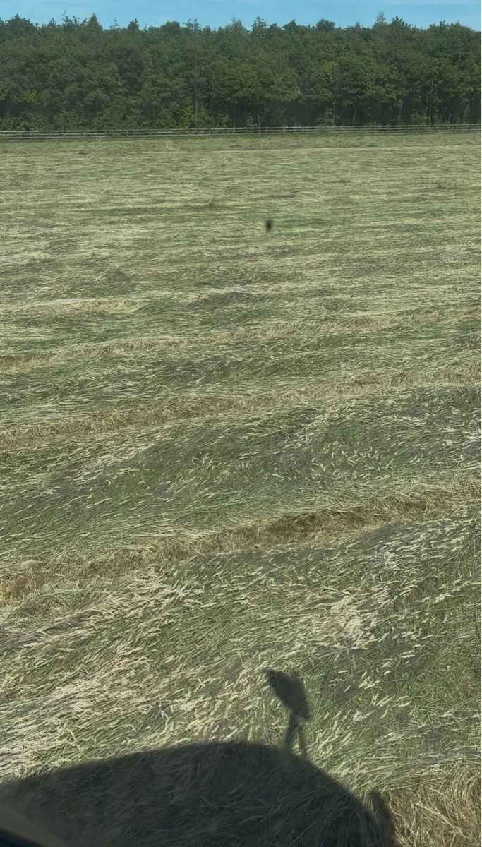 Top quality hay - Image 3