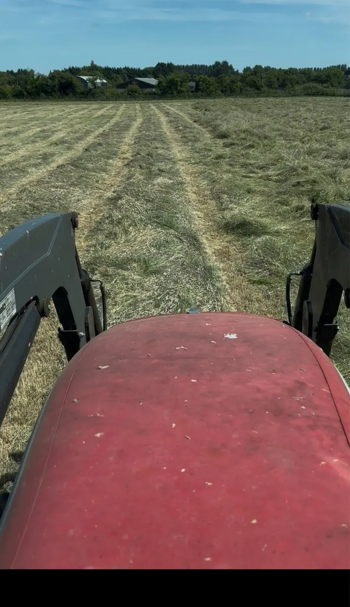 Top quality hay - Image 4