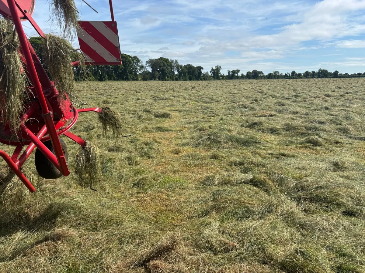 Top quality hay - Image 2