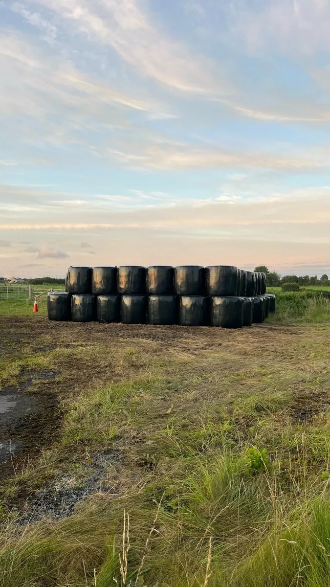 Haylage 125 Bales - Image 2