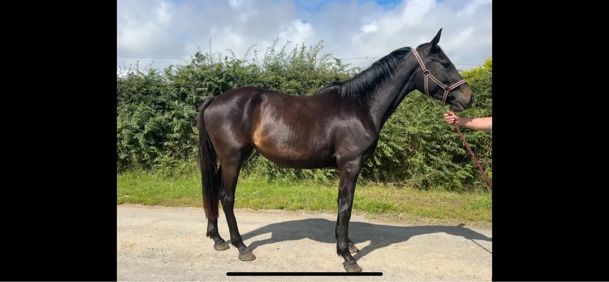 3 yo Castlefield Cornet filly - Image 1
