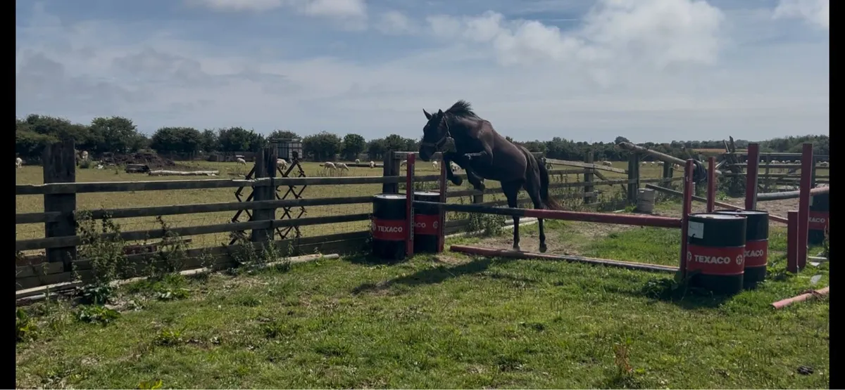 3 yo Castlefield Cornet filly - Image 2