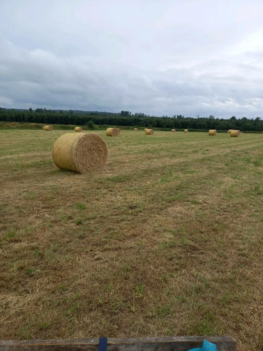 Hay