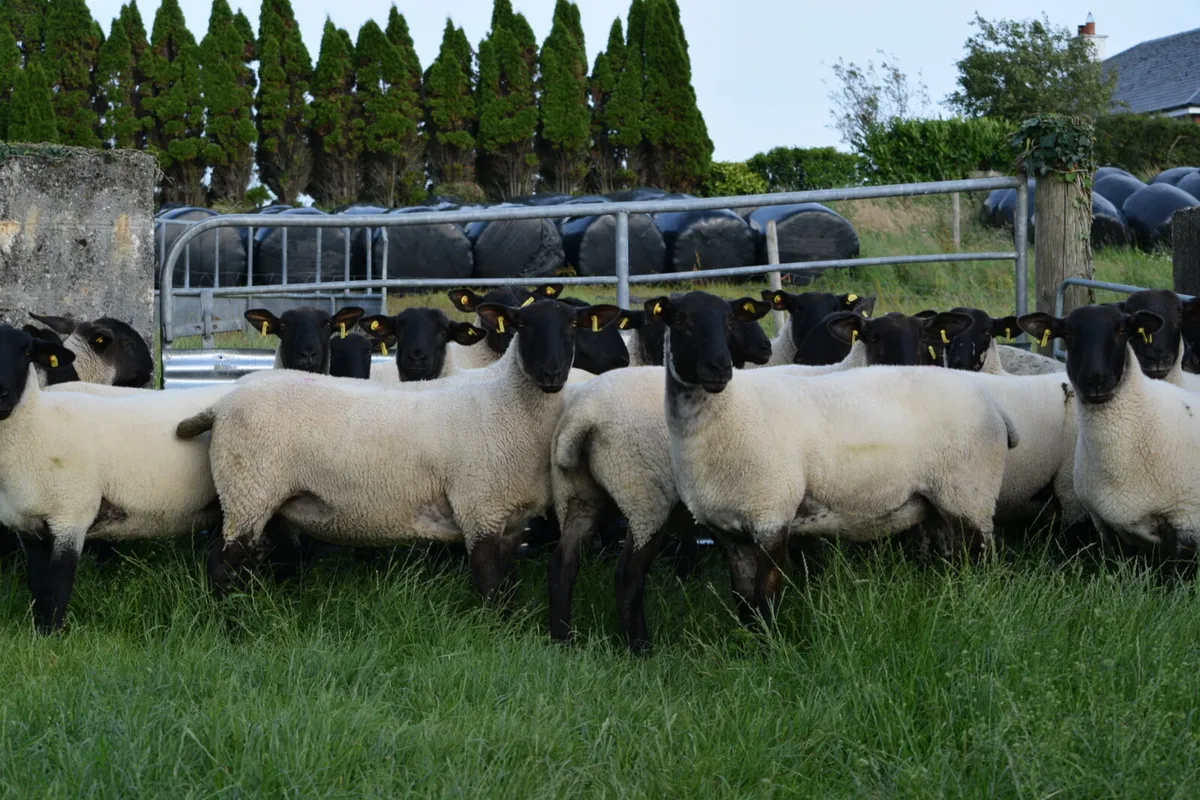 Suffolk ewe hoggets - Image 1