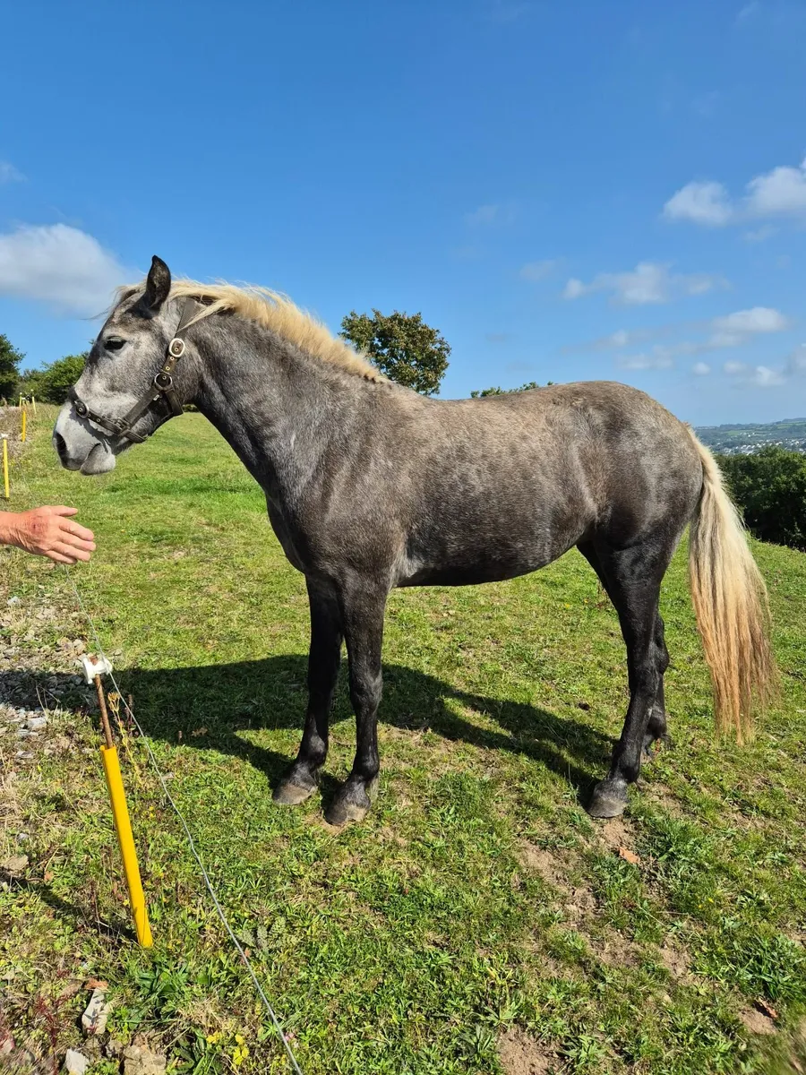 Connemara filly - Image 2