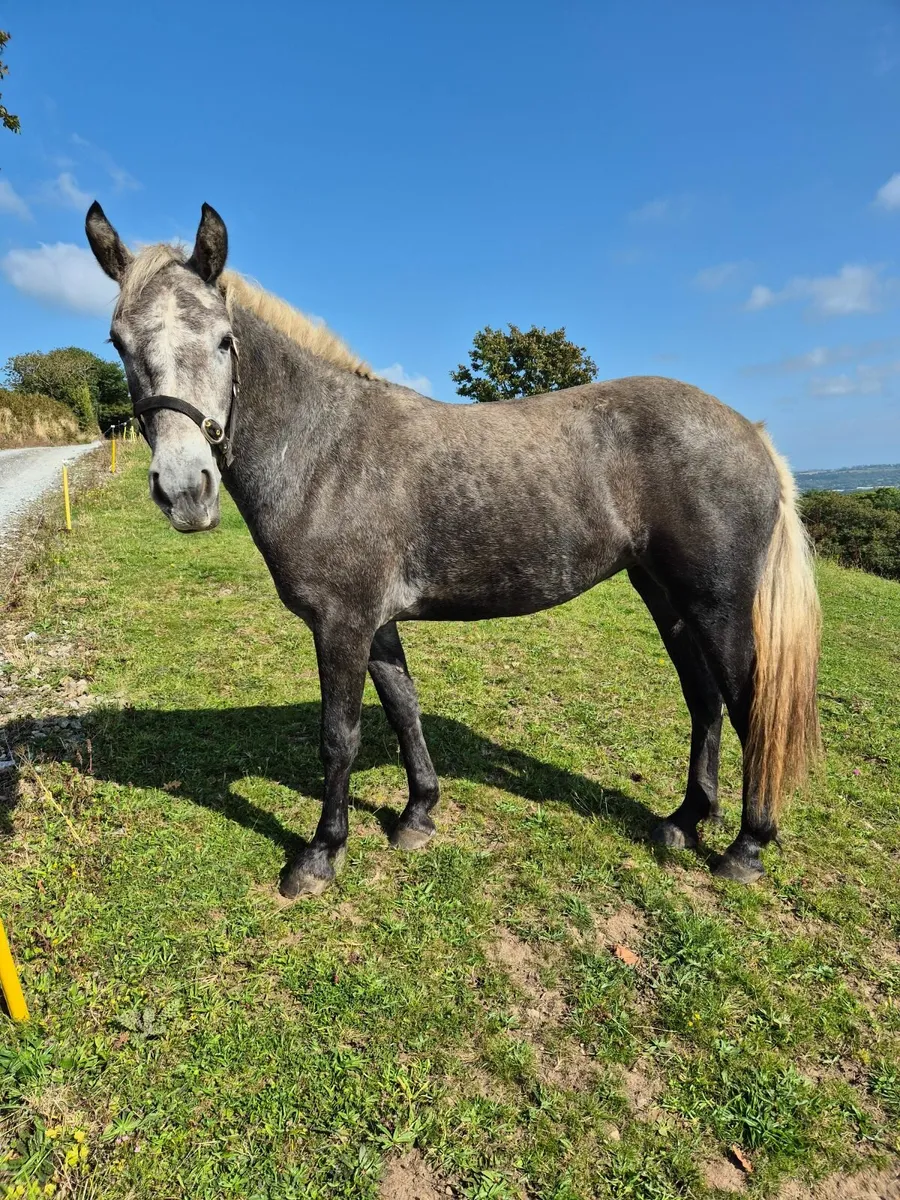 Connemara filly - Image 1