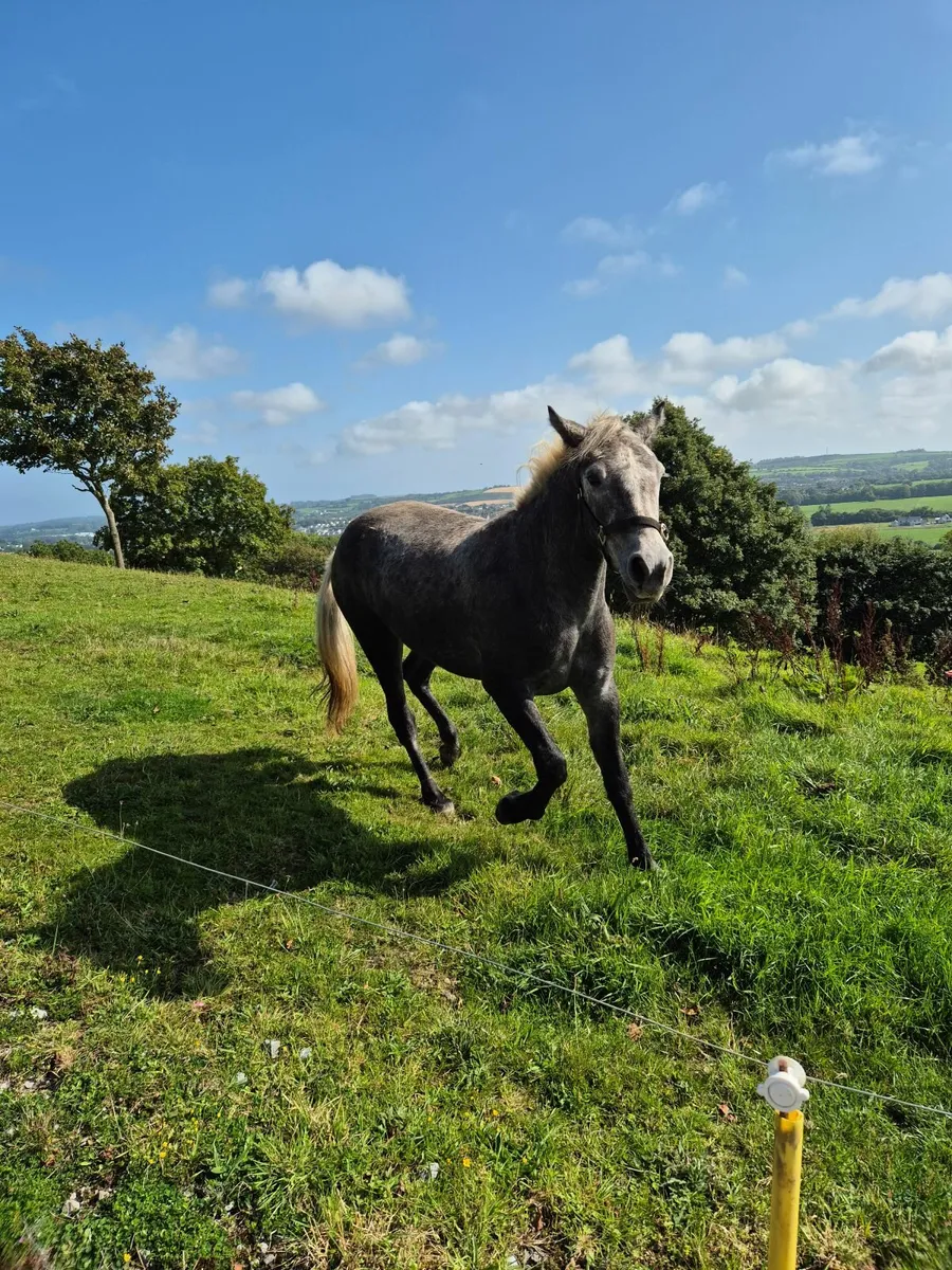 Connemara filly - Image 3