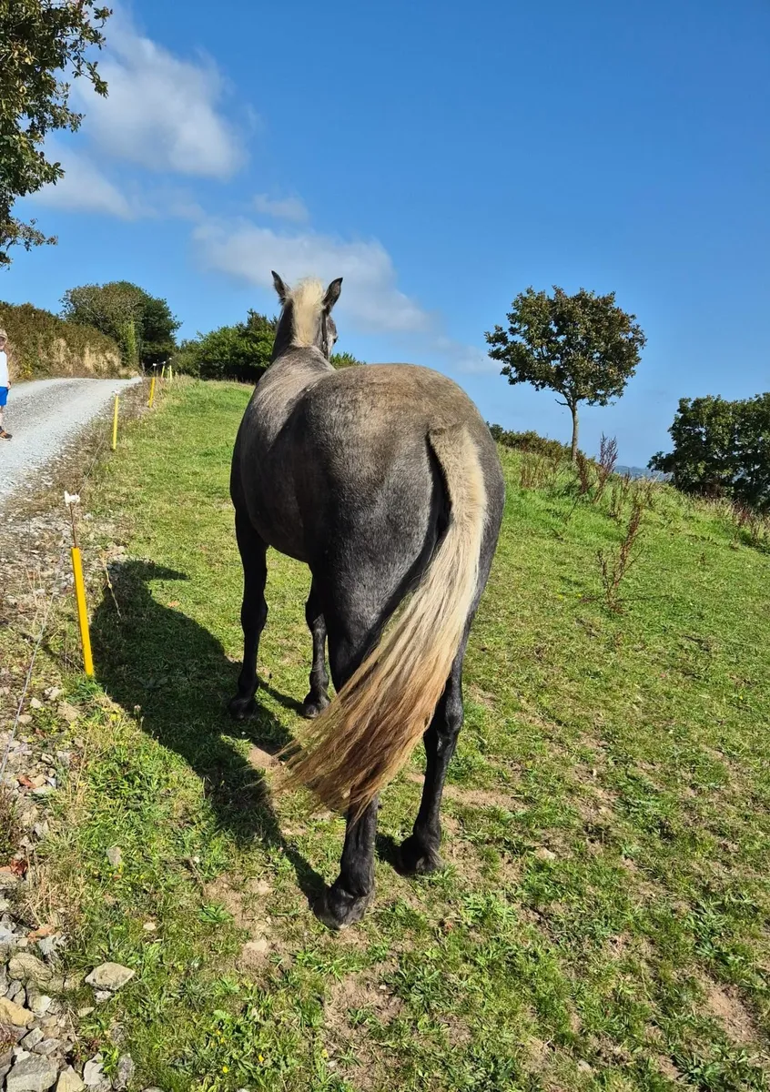 Connemara filly - Image 4