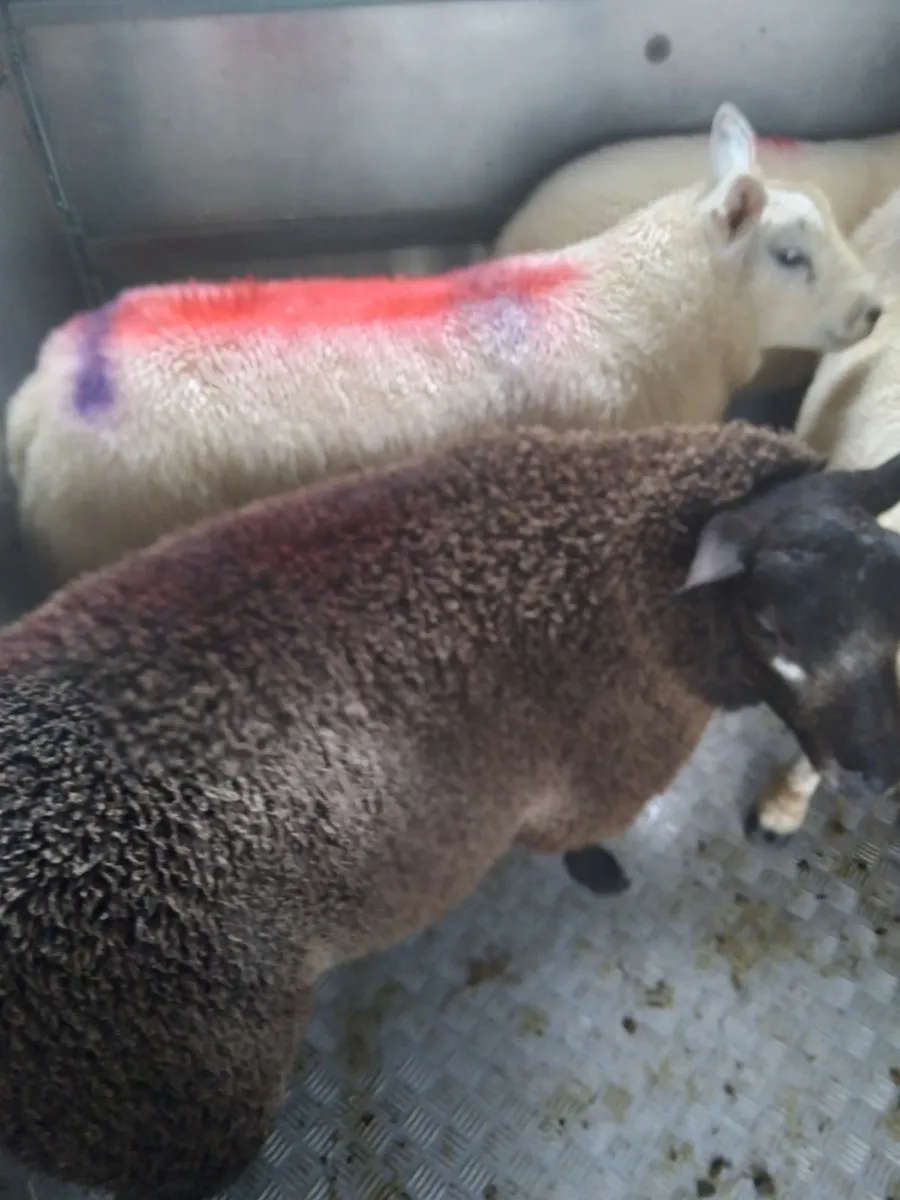 Rams - Image 3
