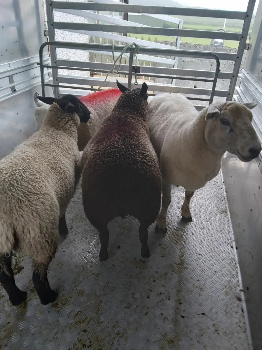 Rams - Image 4