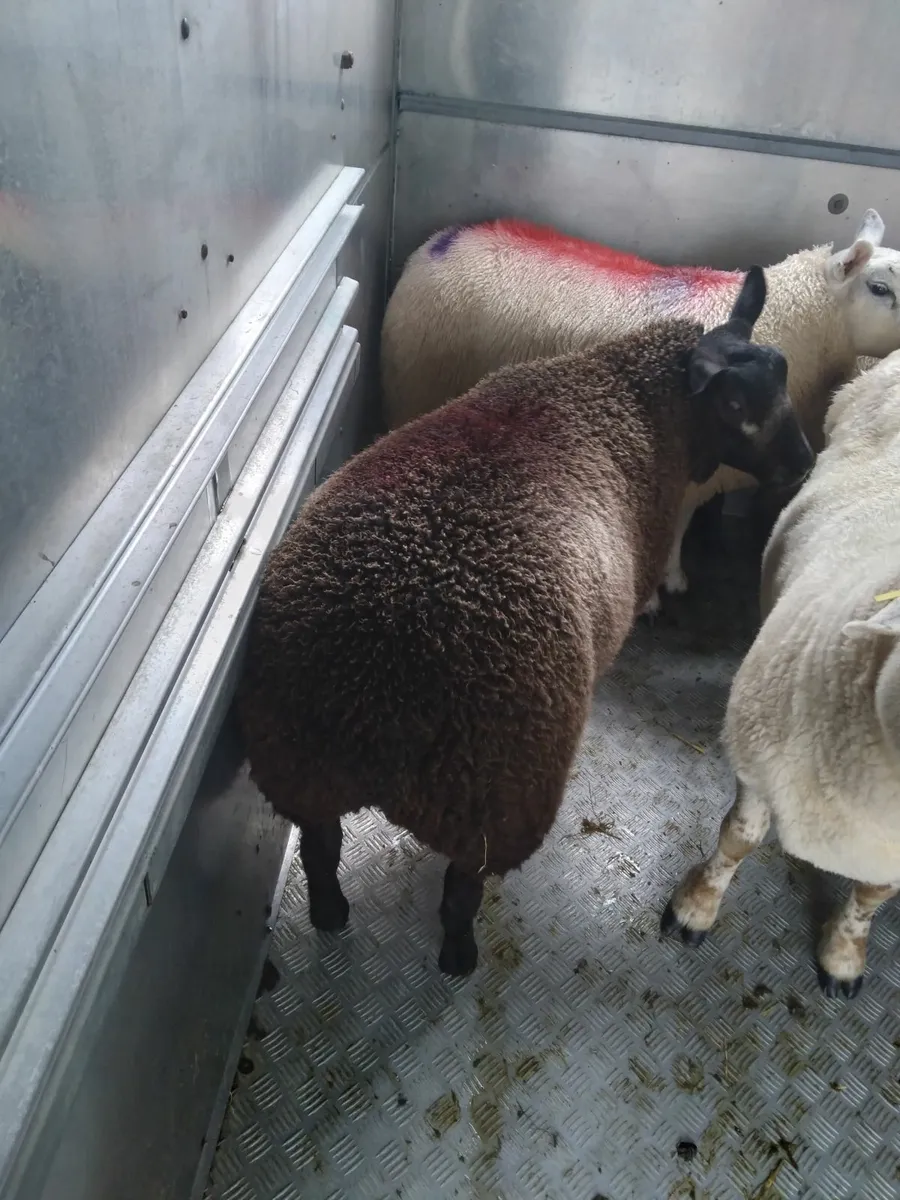 Rams - Image 1