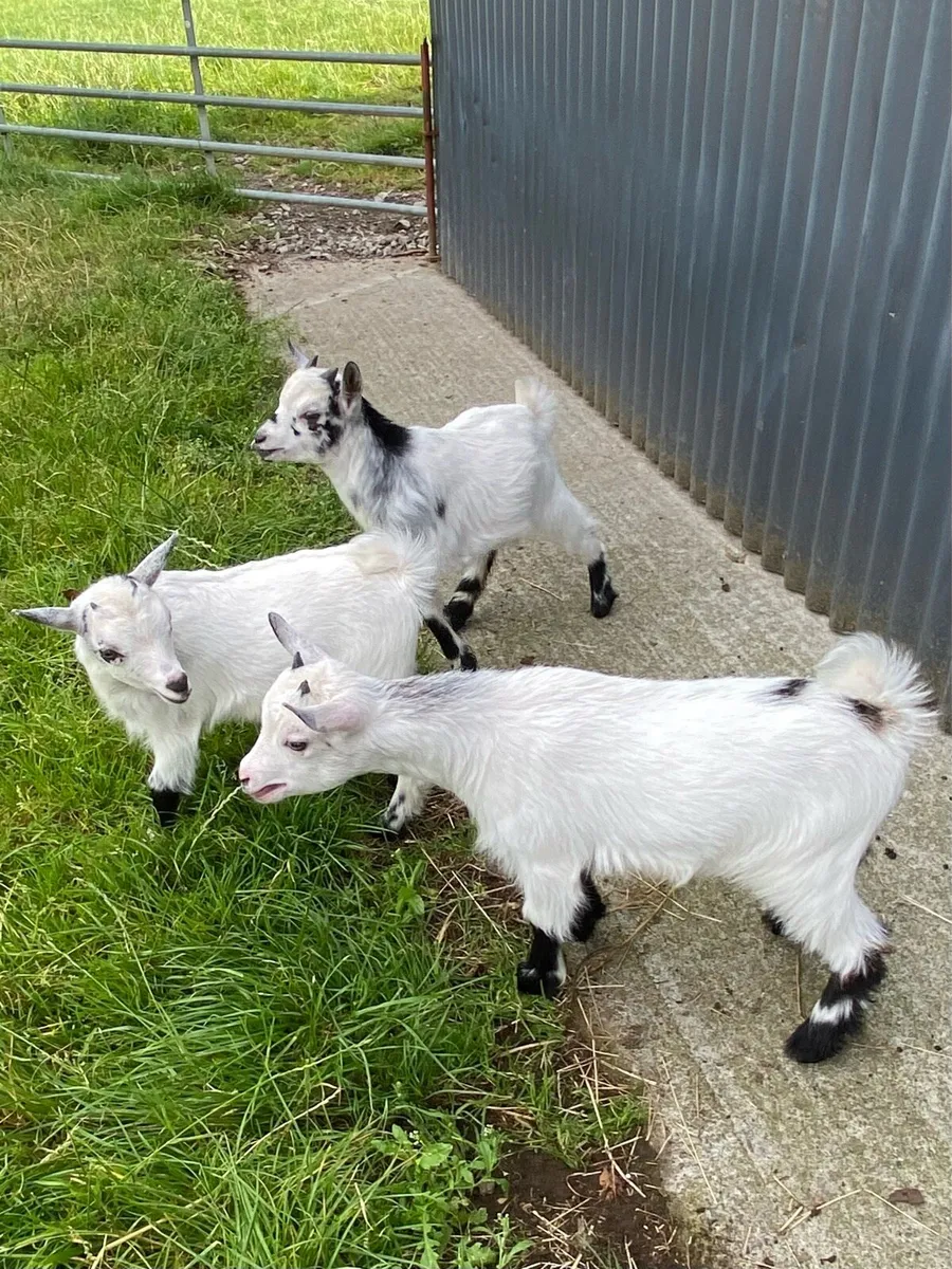 Pygmy goat kids - Image 1