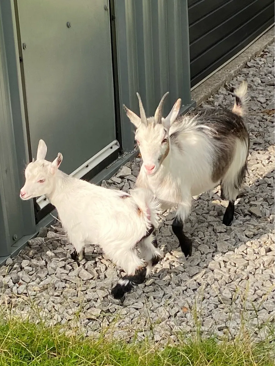 Pygmy goat kids - Image 2
