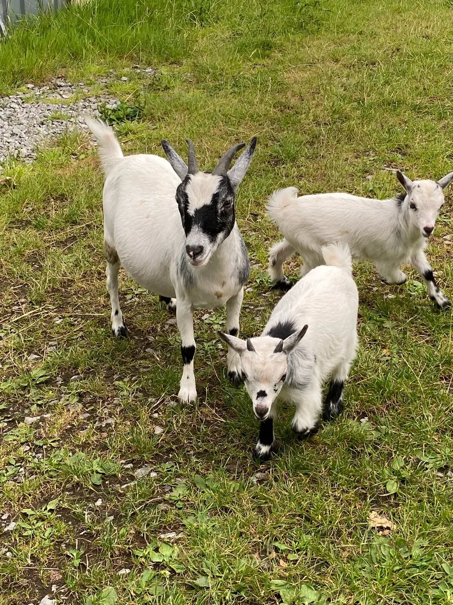 Pygmy goat kids - Image 3