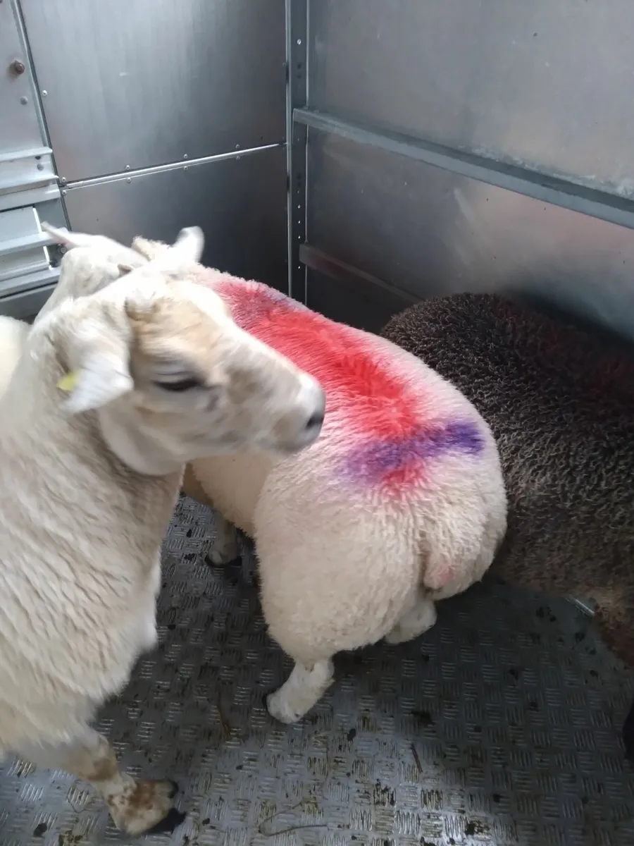 Rams - Image 2