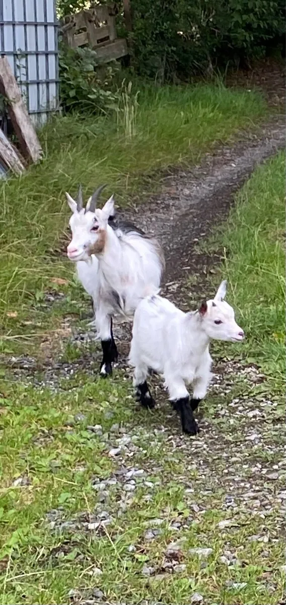 Pygmy goat kids - Image 4