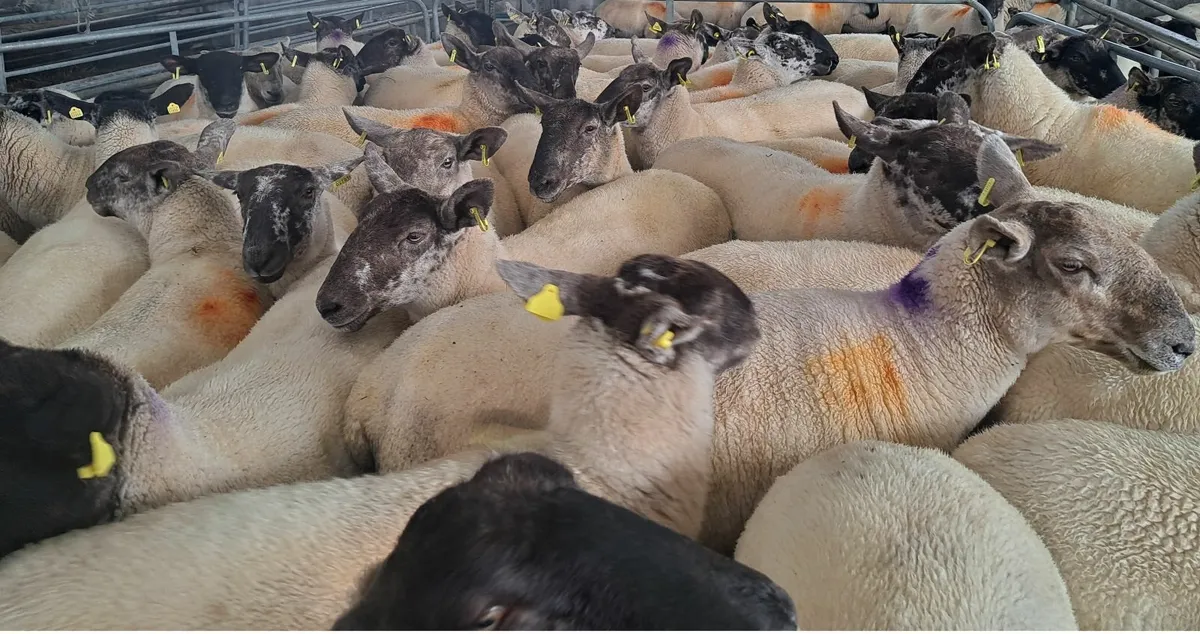 Borris Crossbred Hogget Ewes - Image 1