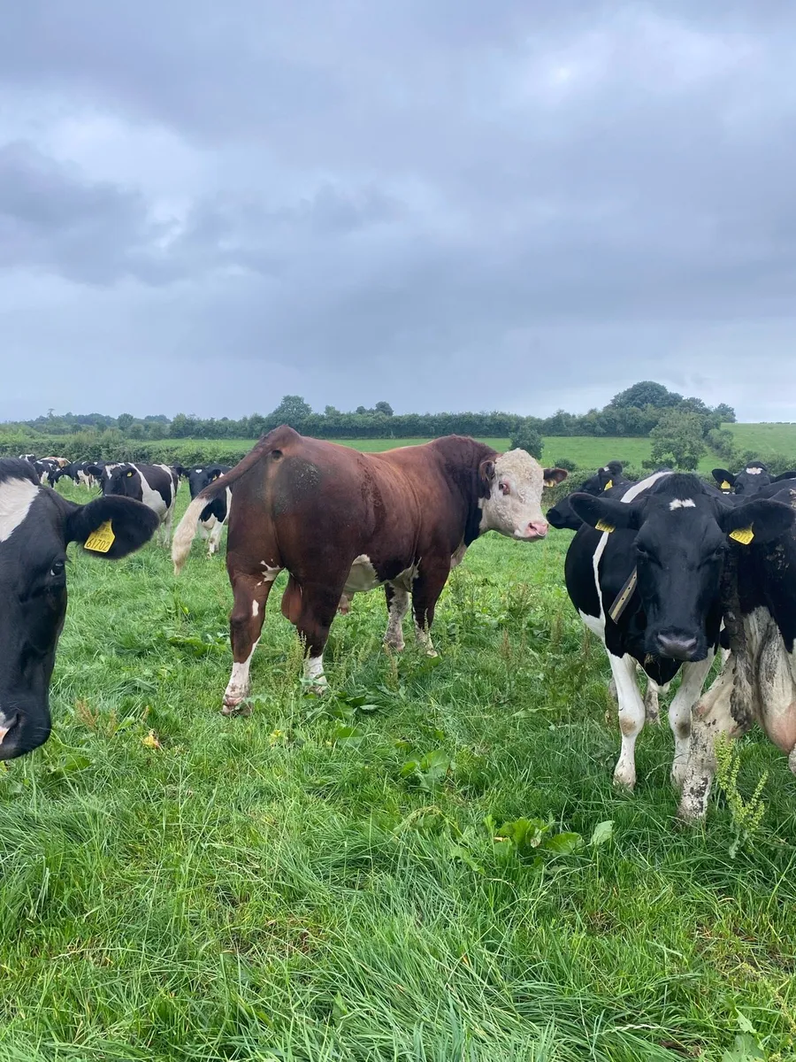 Whitehead bull - Image 1