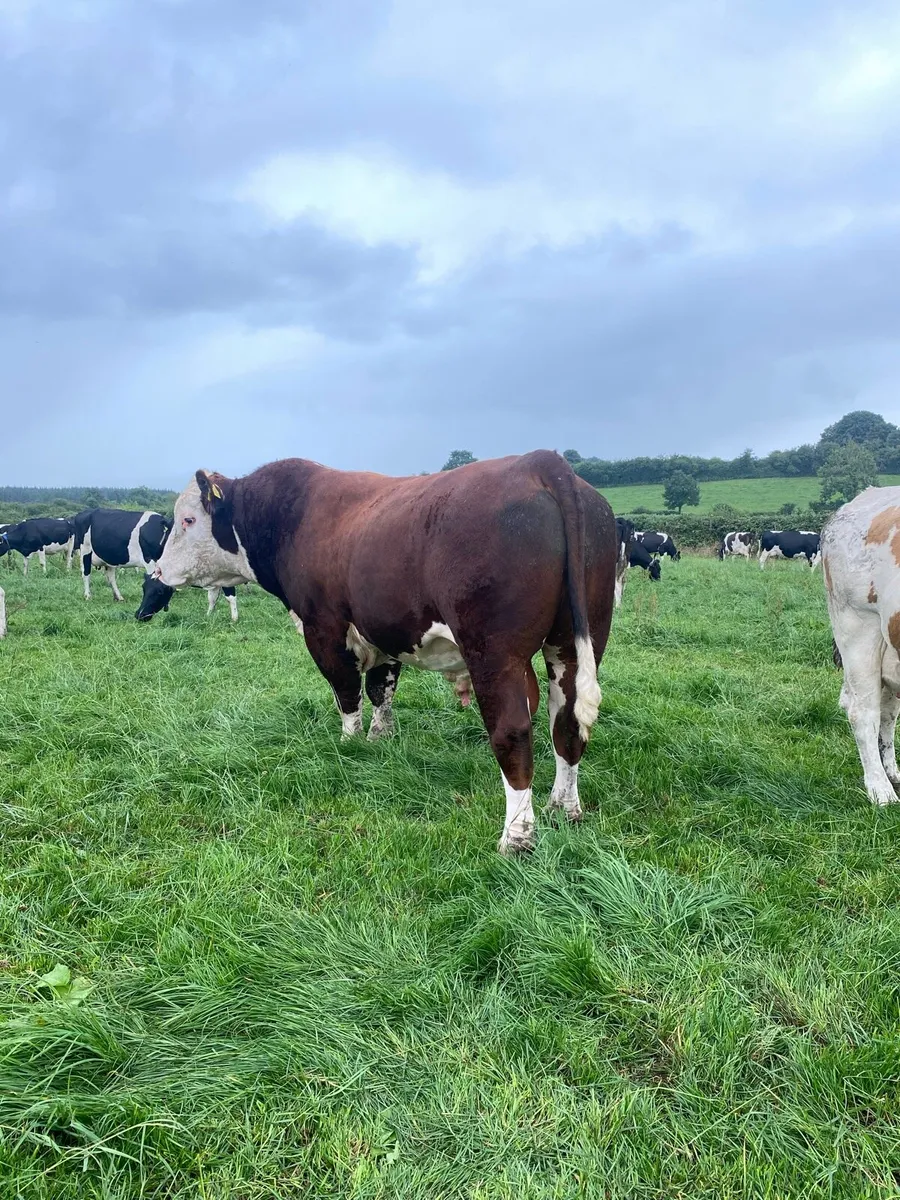 Whitehead bull - Image 2