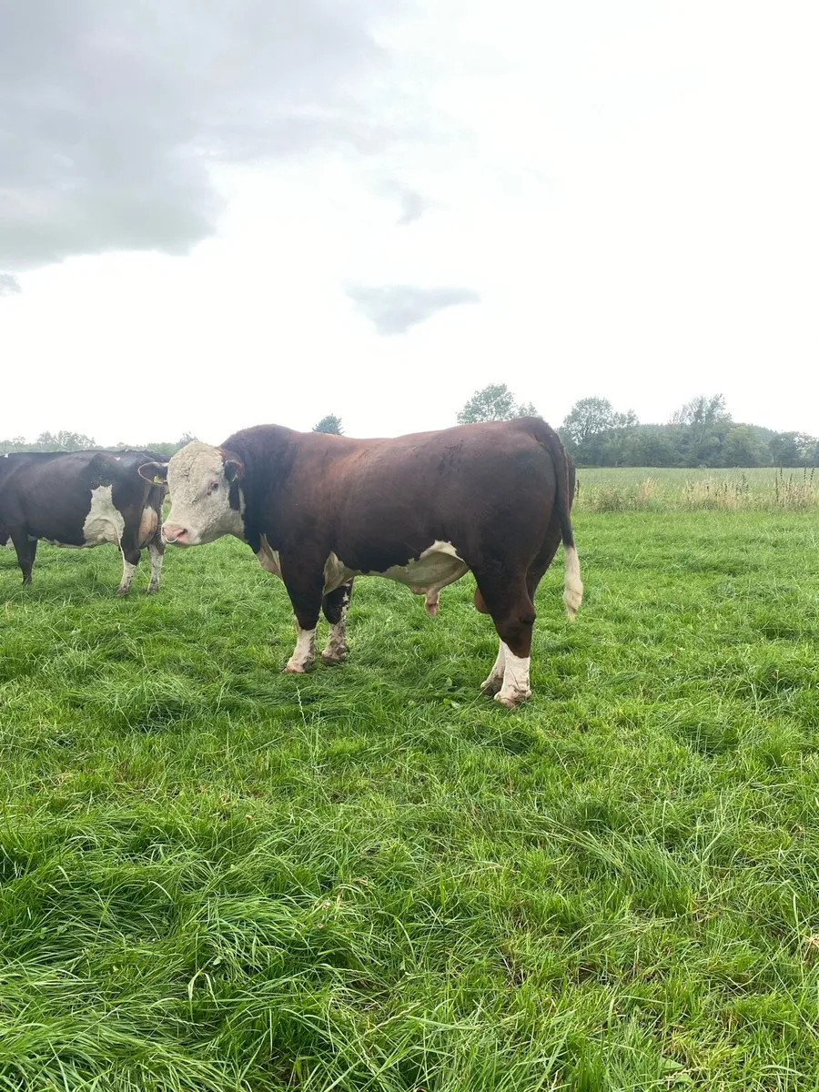 Whitehead bull - Image 3