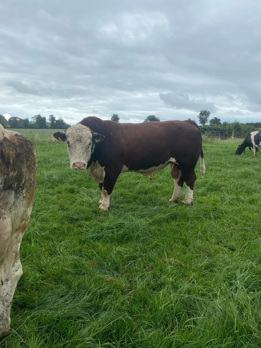Whitehead bull - Image 4