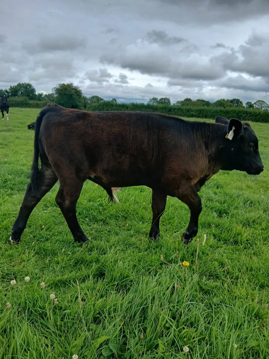 Weanlings - Image 2