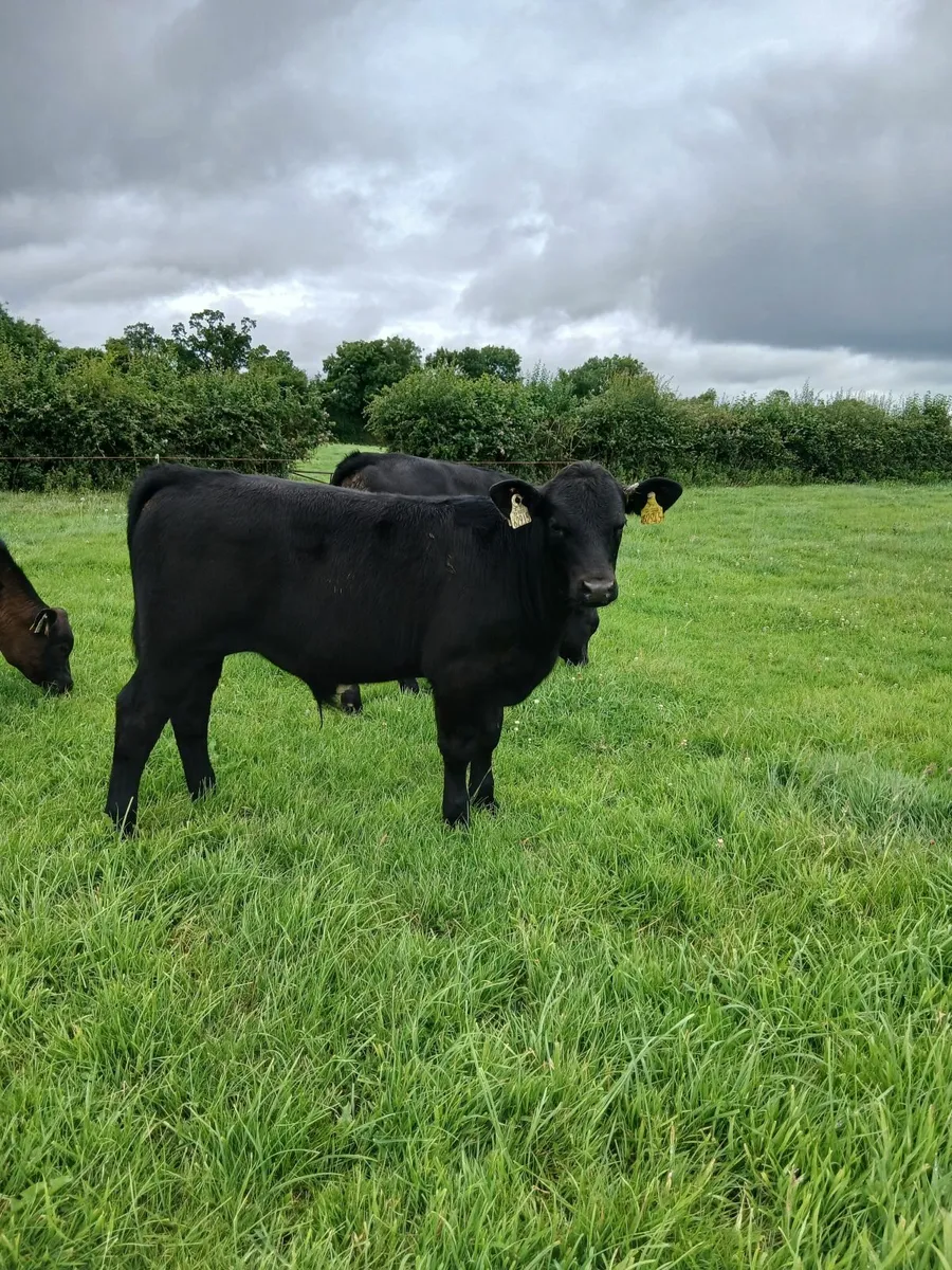 Weanlings - Image 4