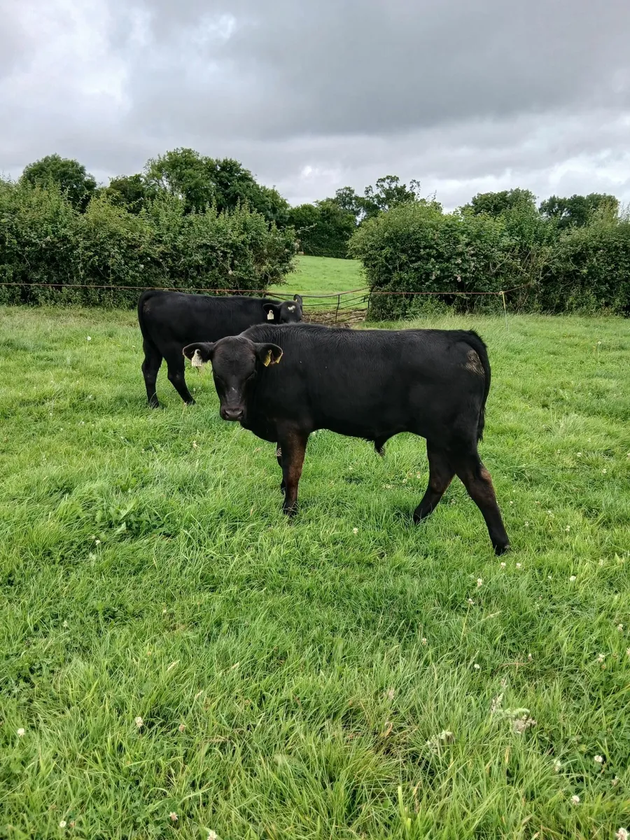Weanlings - Image 1