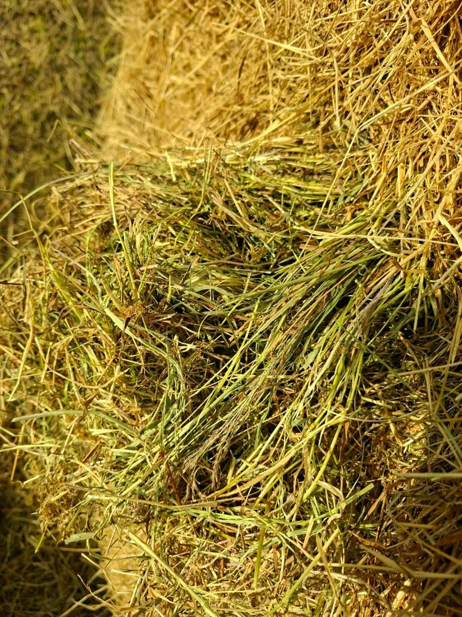 Hay bales - Image 3