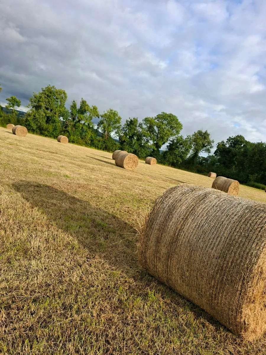 Hay bales - Image 4
