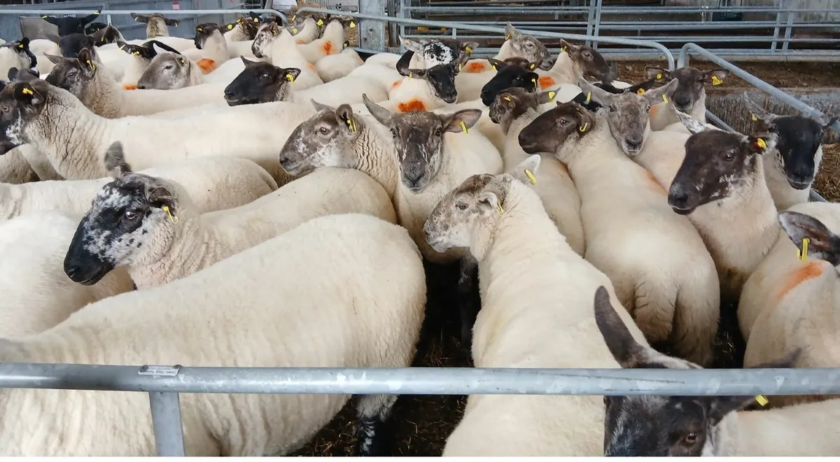 Borris Crossbred Hogget Ewes - Image 2