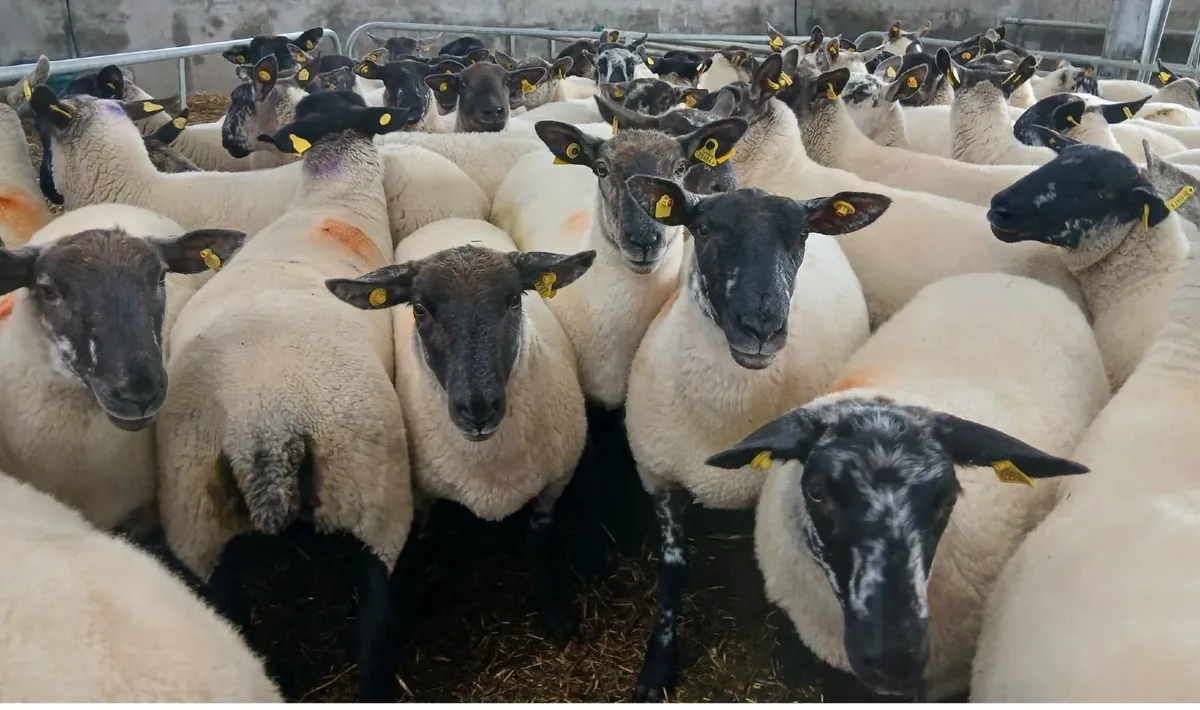 Borris Crossbred Hogget Ewes - Image 3