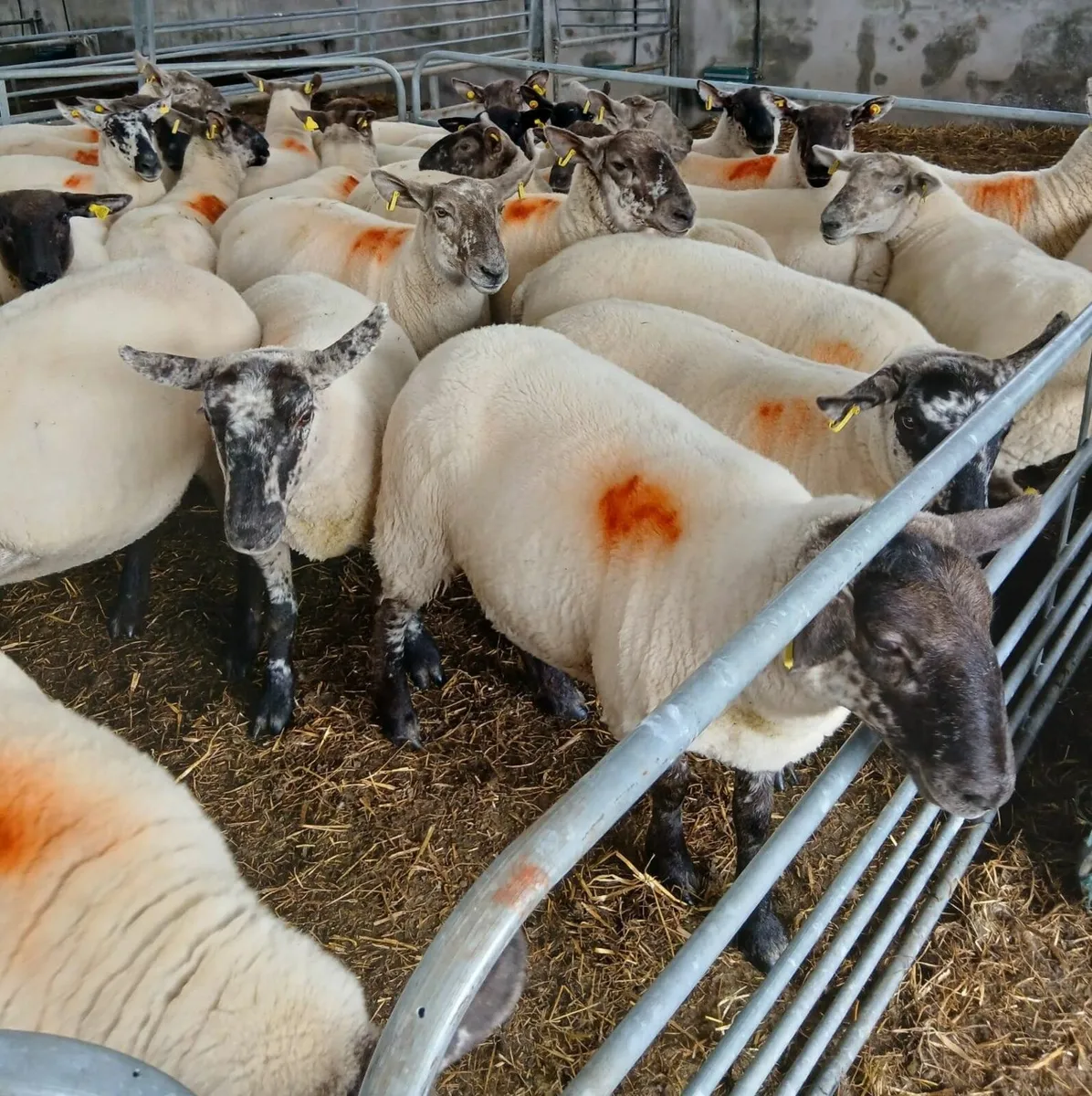 Borris Crossbred Hogget Ewes - Image 4