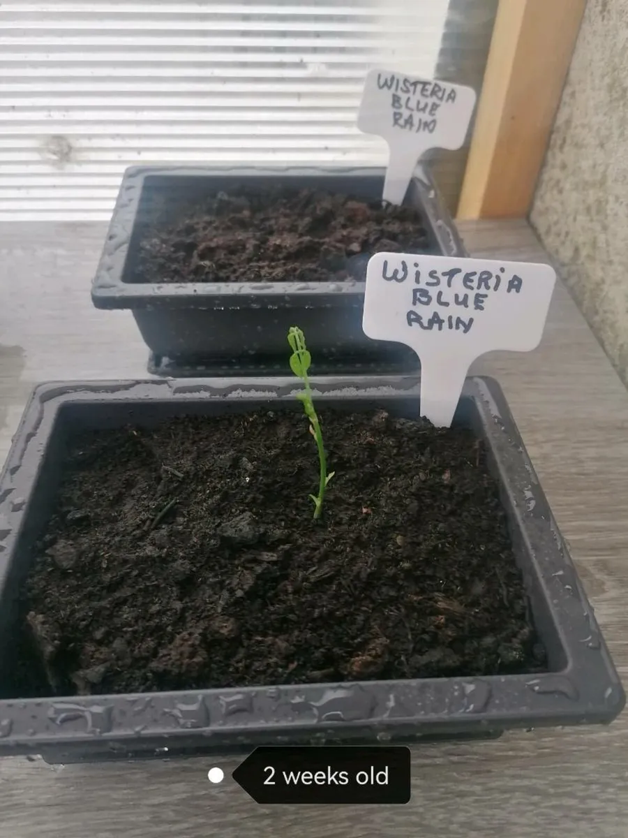 Bonsai plants - Image 1