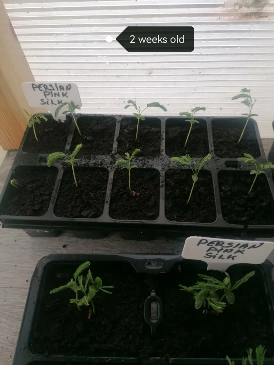 Bonsai plants - Image 2