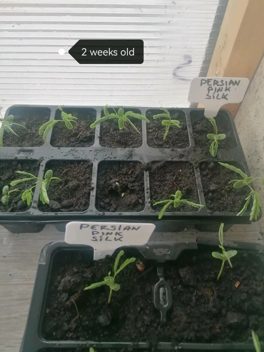 Bonsai plants - Image 3