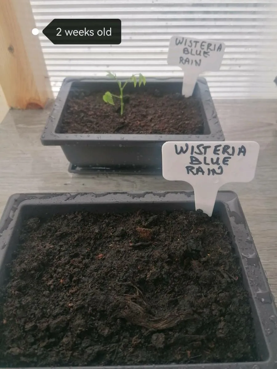 Bonsai plants - Image 4