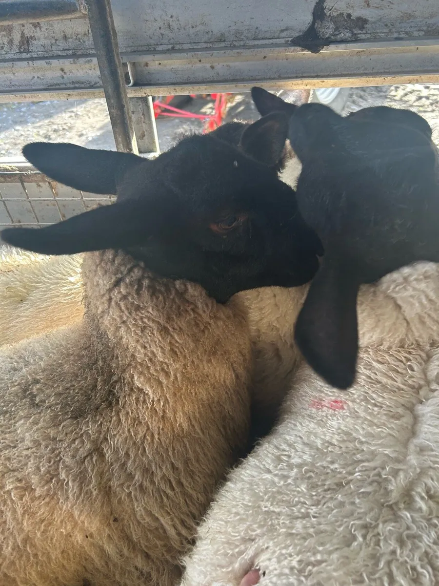 Ewe lambs Mountbellew mart - Image 2