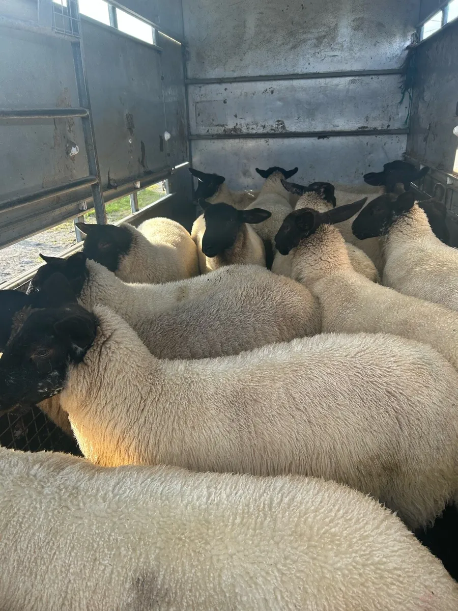 Ewe lambs Mountbellew mart - Image 3