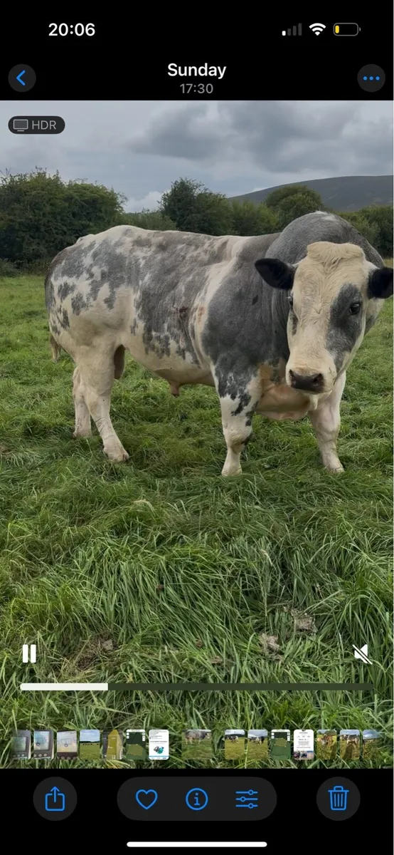 Pb blue bull - Image 1