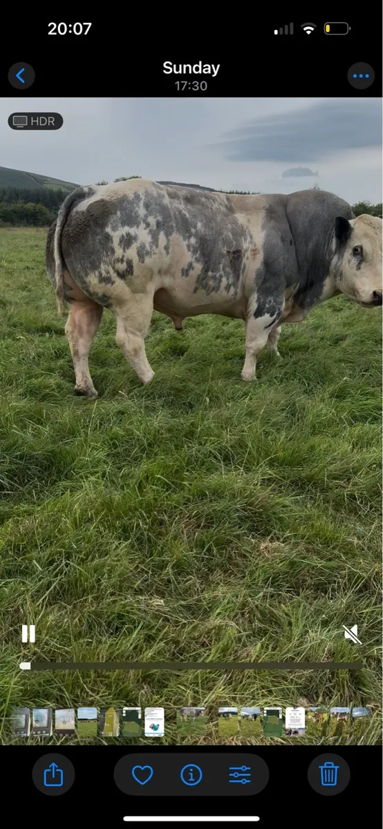 Pb blue bull - Image 2