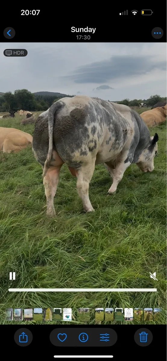 Pb blue bull - Image 3