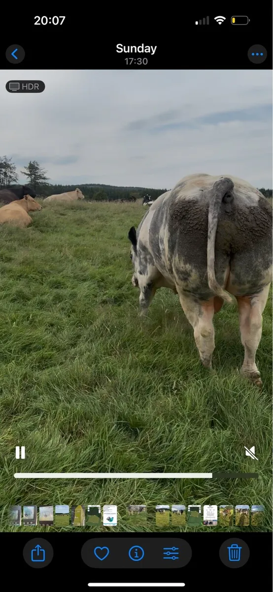 Pb blue bull - Image 4