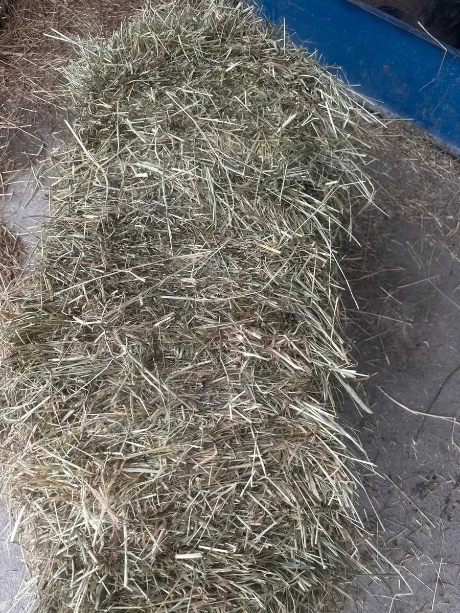 Hay for sale - Image 1