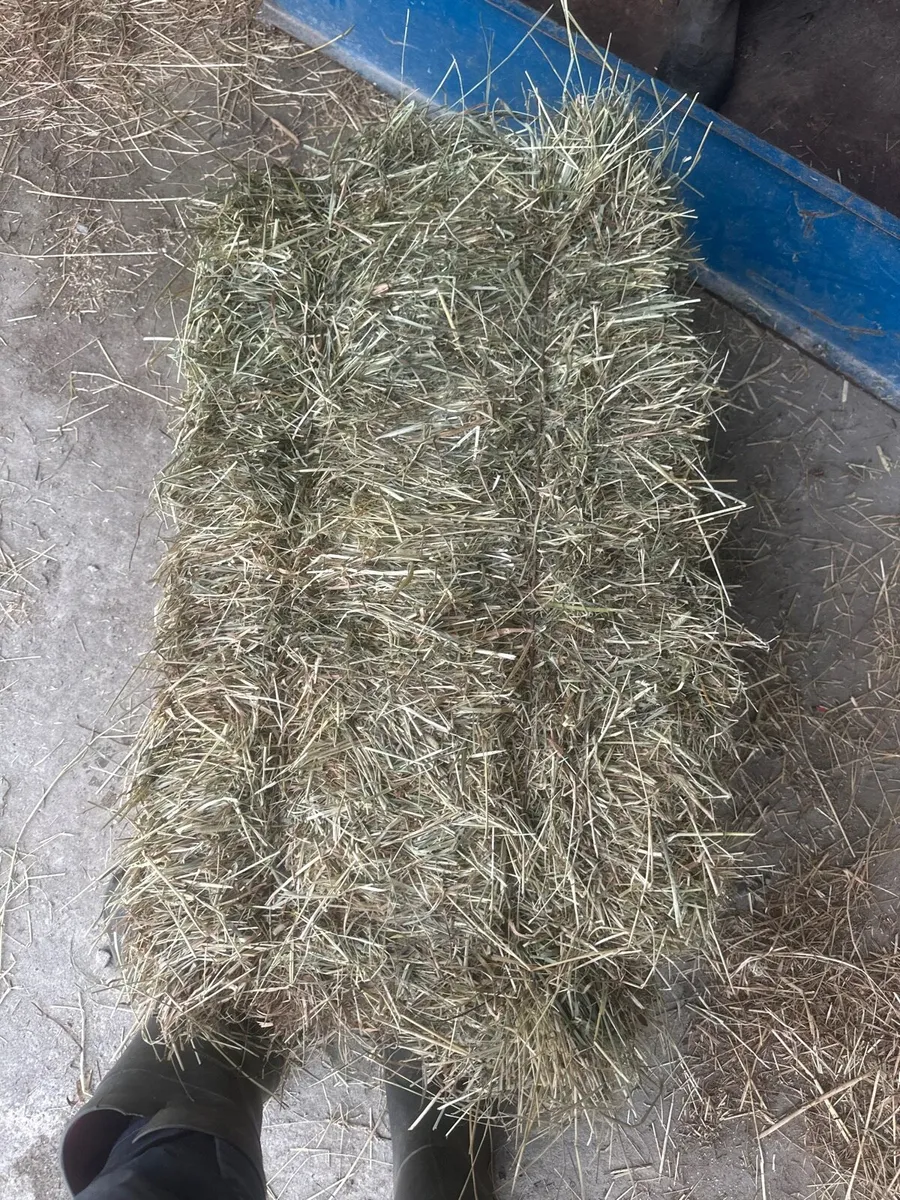 Hay for sale - Image 2